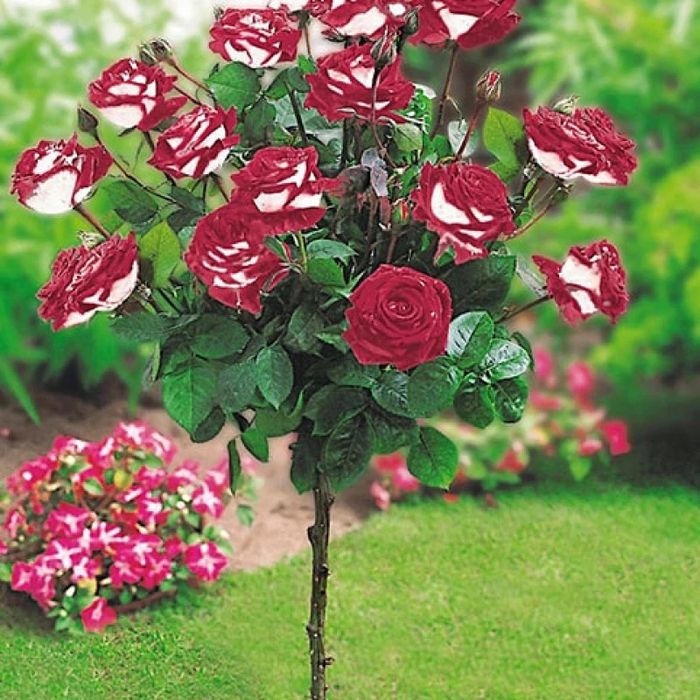 Pomi Ornamentali  trandafiri  de tip pomisor