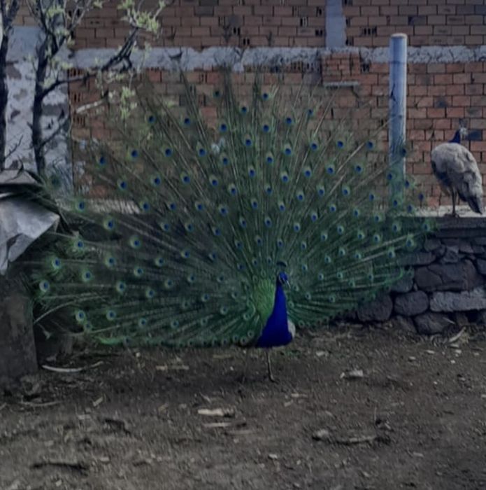 Мъжки пауни с.Воден
