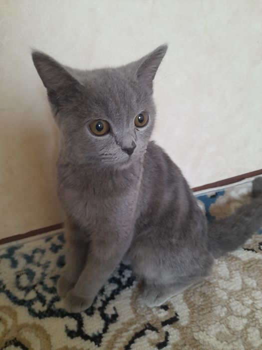 Шотландский прямоухий