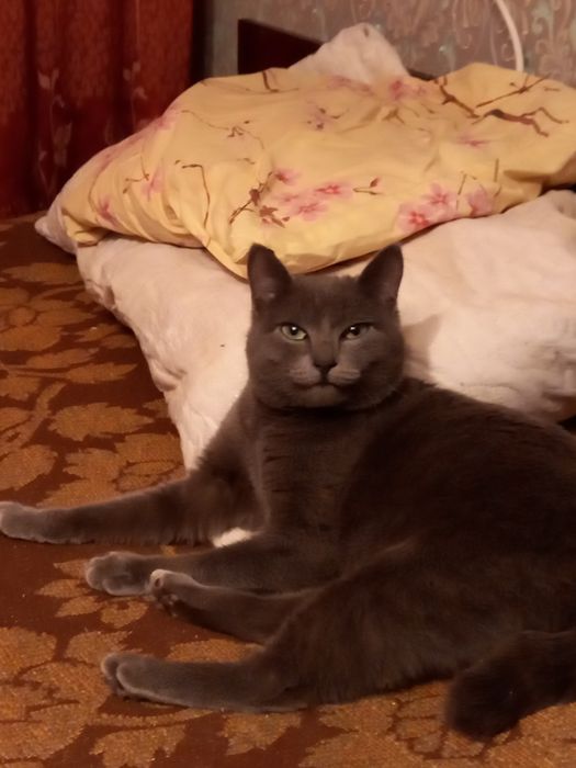Британочка. Милое Божье создание. Нашла потерянной замерзающей.