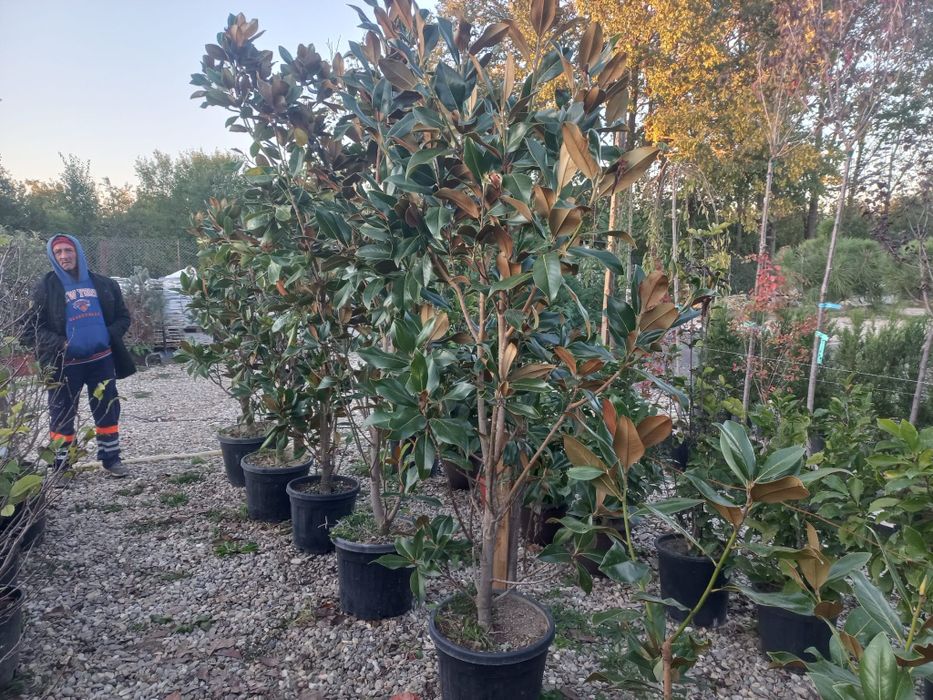 Vând plante ornamentale