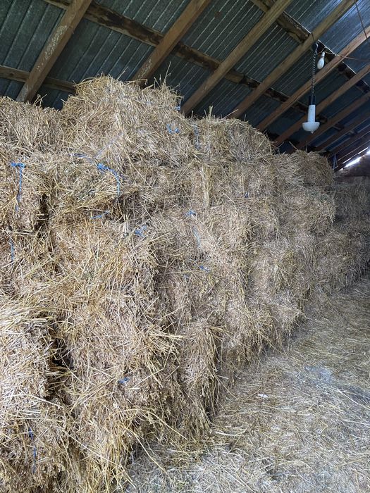 Vand baloți lucernă.