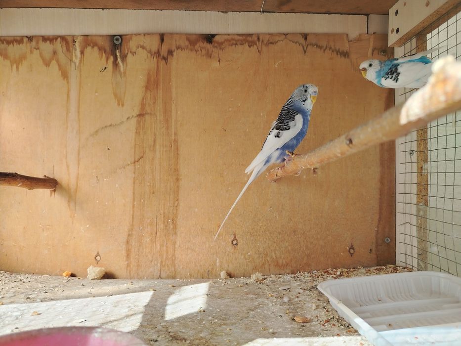 Волнистые сотилади