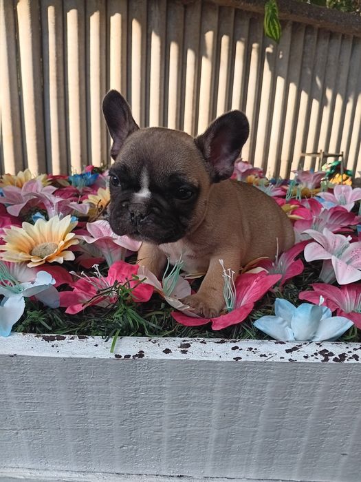 Френски булдог french bulldog
