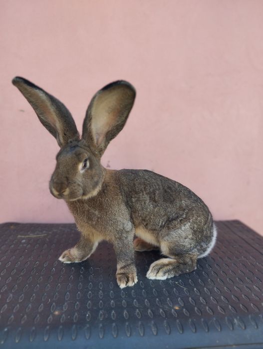 Iepuri Uriaș German Gri