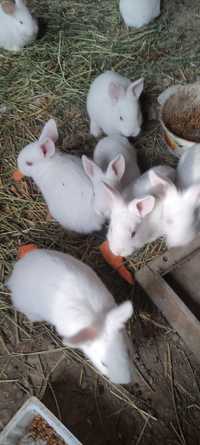 Кролики в осортименте