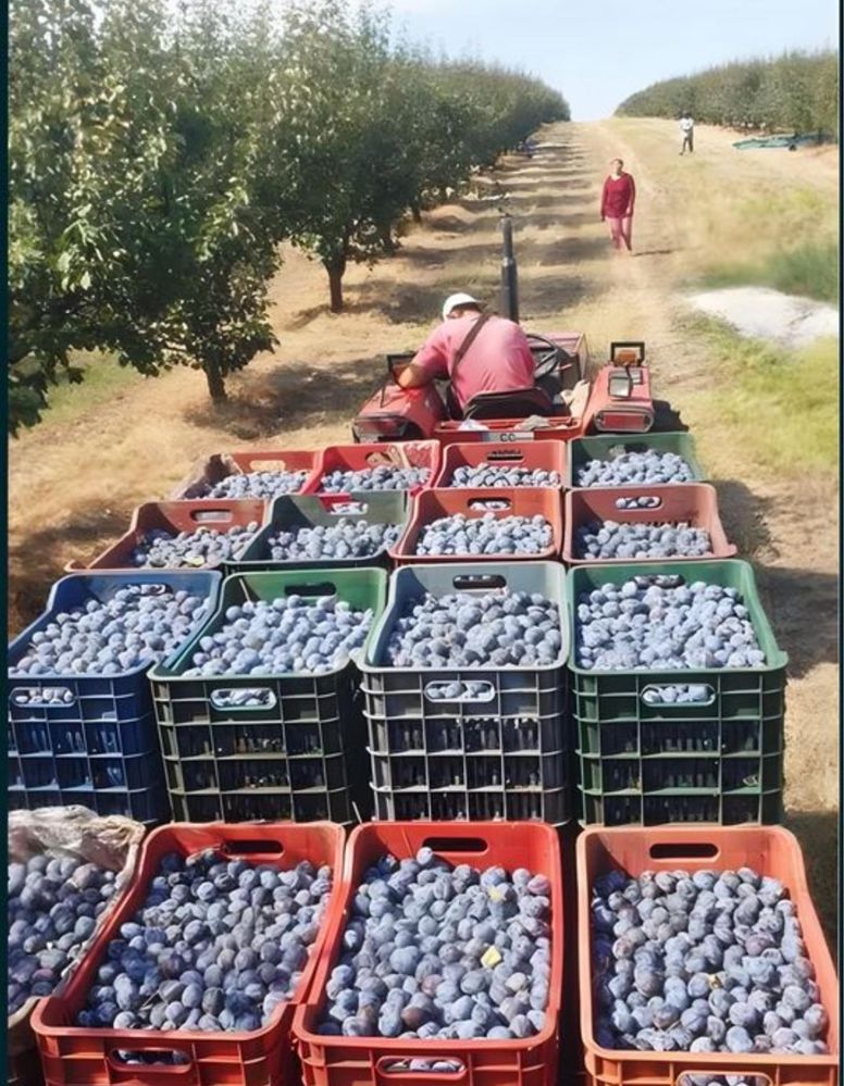 Vand prune pentru palinca