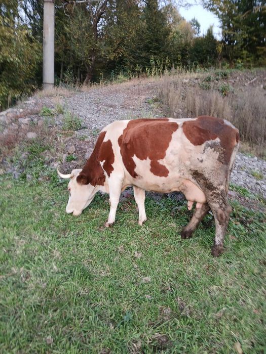 Vaca de vanzare.