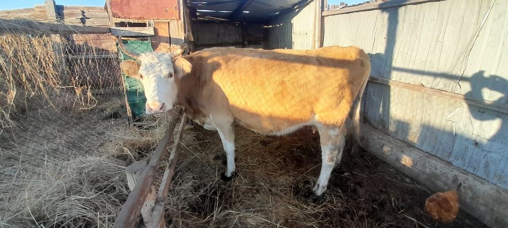 Карова с подсосным теленком