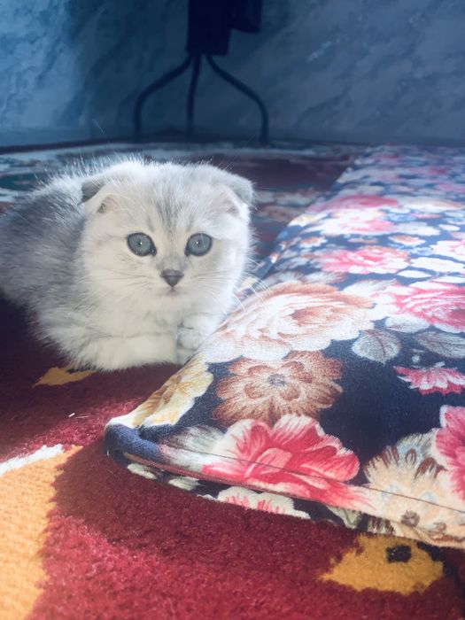 Серибрыстий шиншила тоза кон