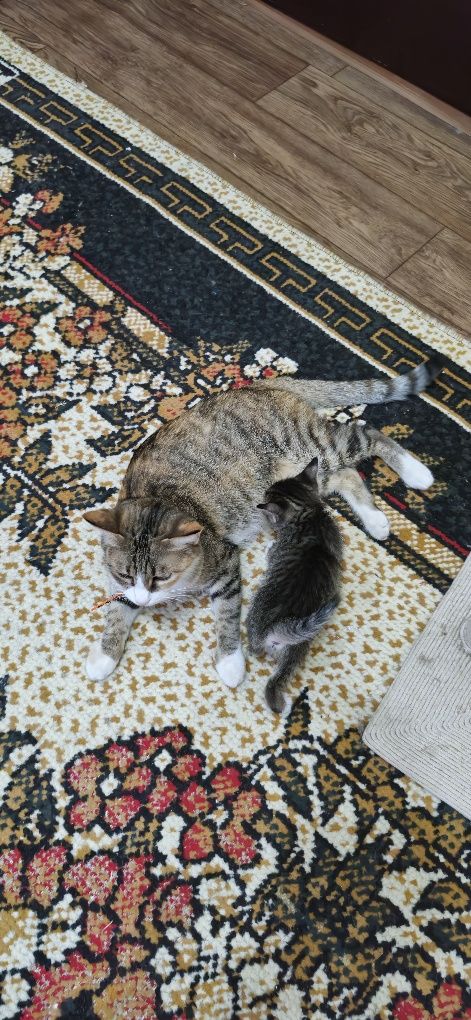 Отдаем котят в добрые руки бесплатно