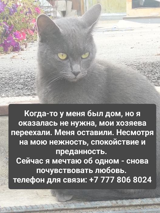 Кошка стерилизованная