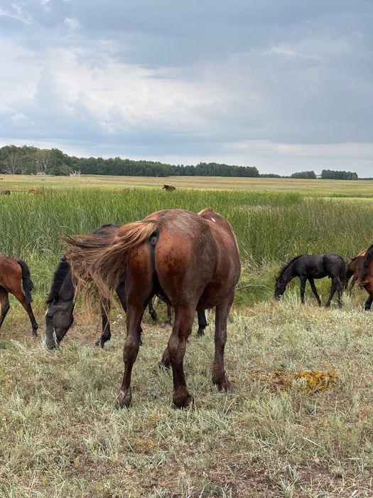 Продается жеребцы