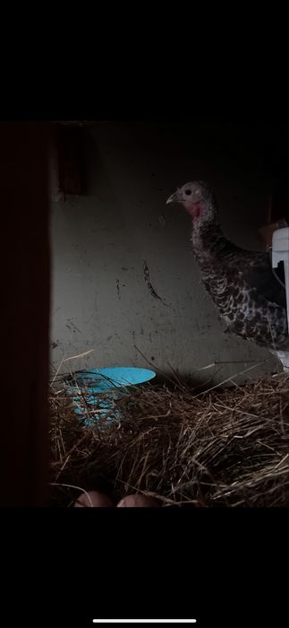 Vand curca de anul acesta