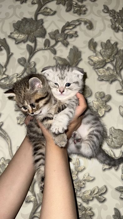 Продам котят мама шотландская веслоуха, отец шиншилла