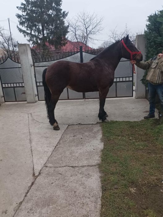 iapa gestanta de vanzare