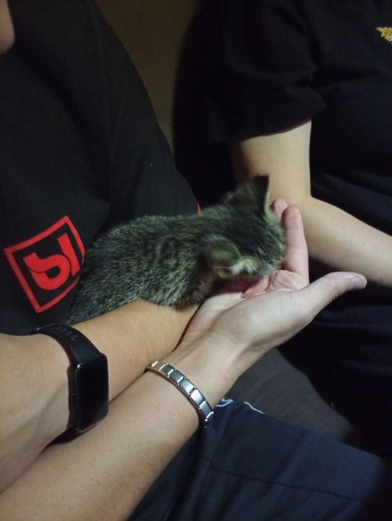 Отдаем котят в добрые руки