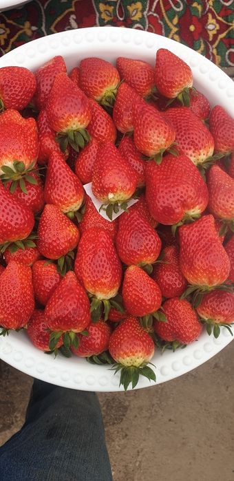 Koreyskiy Kinsberri shirin qulupnay(клубника)