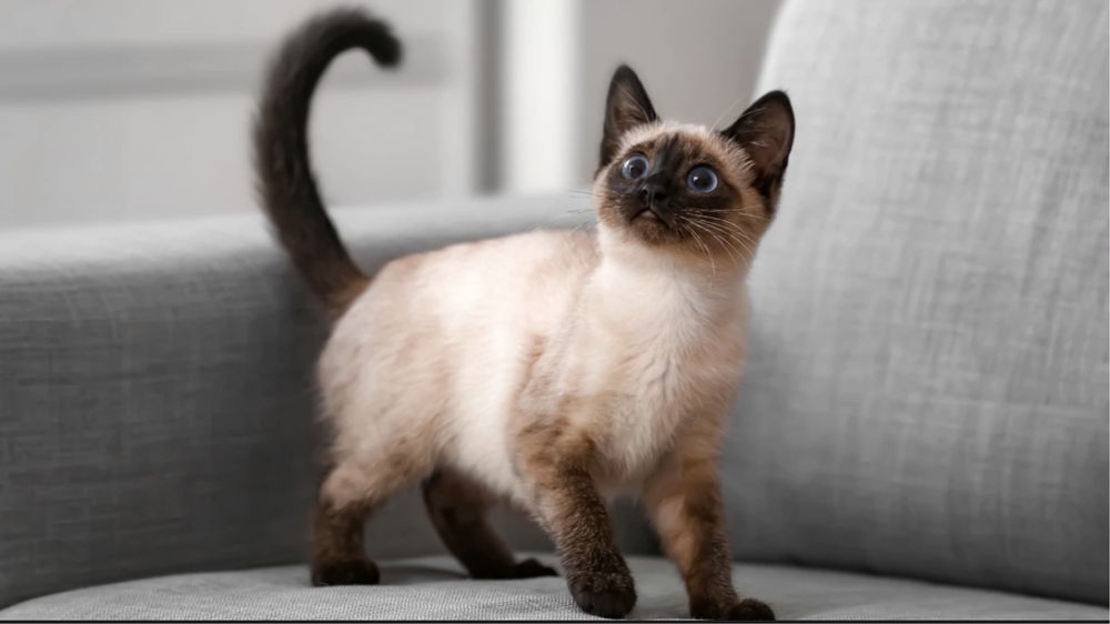 Тайский котенок. Девочка