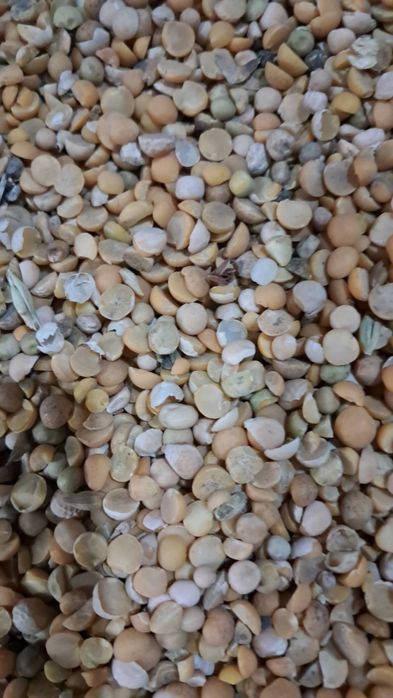 Горох сечка корм для откорма