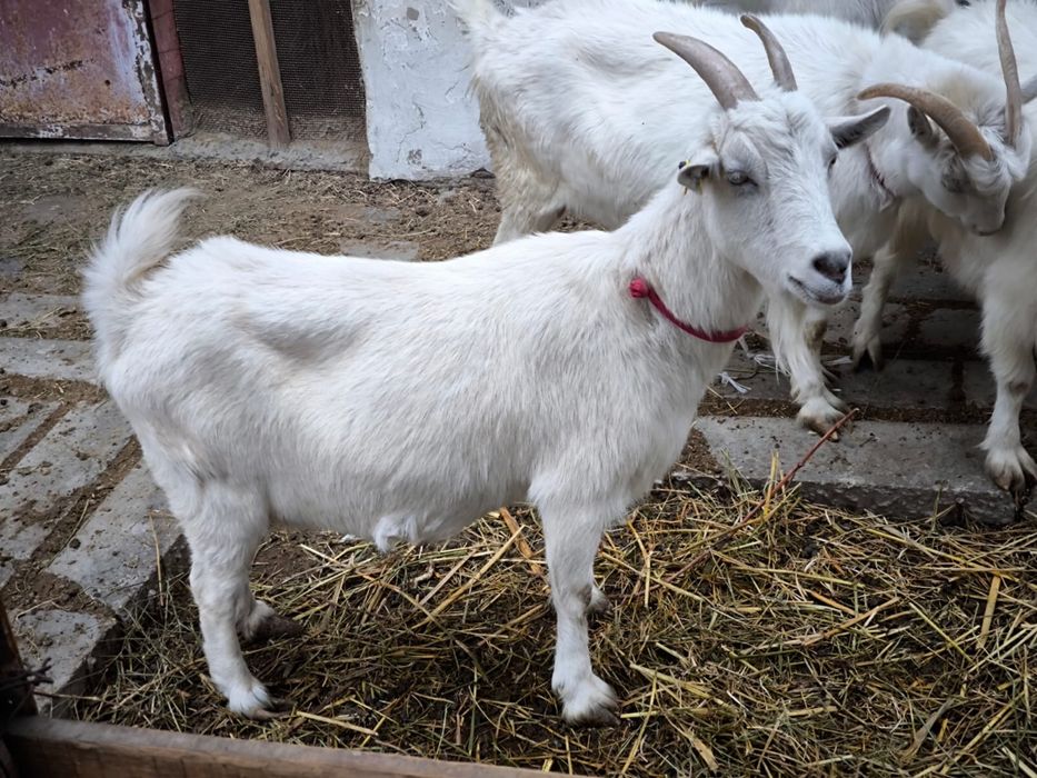 Орыс Ешкілер оптом сатылады