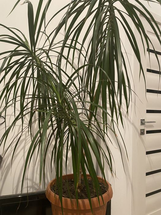 Огромная драцена