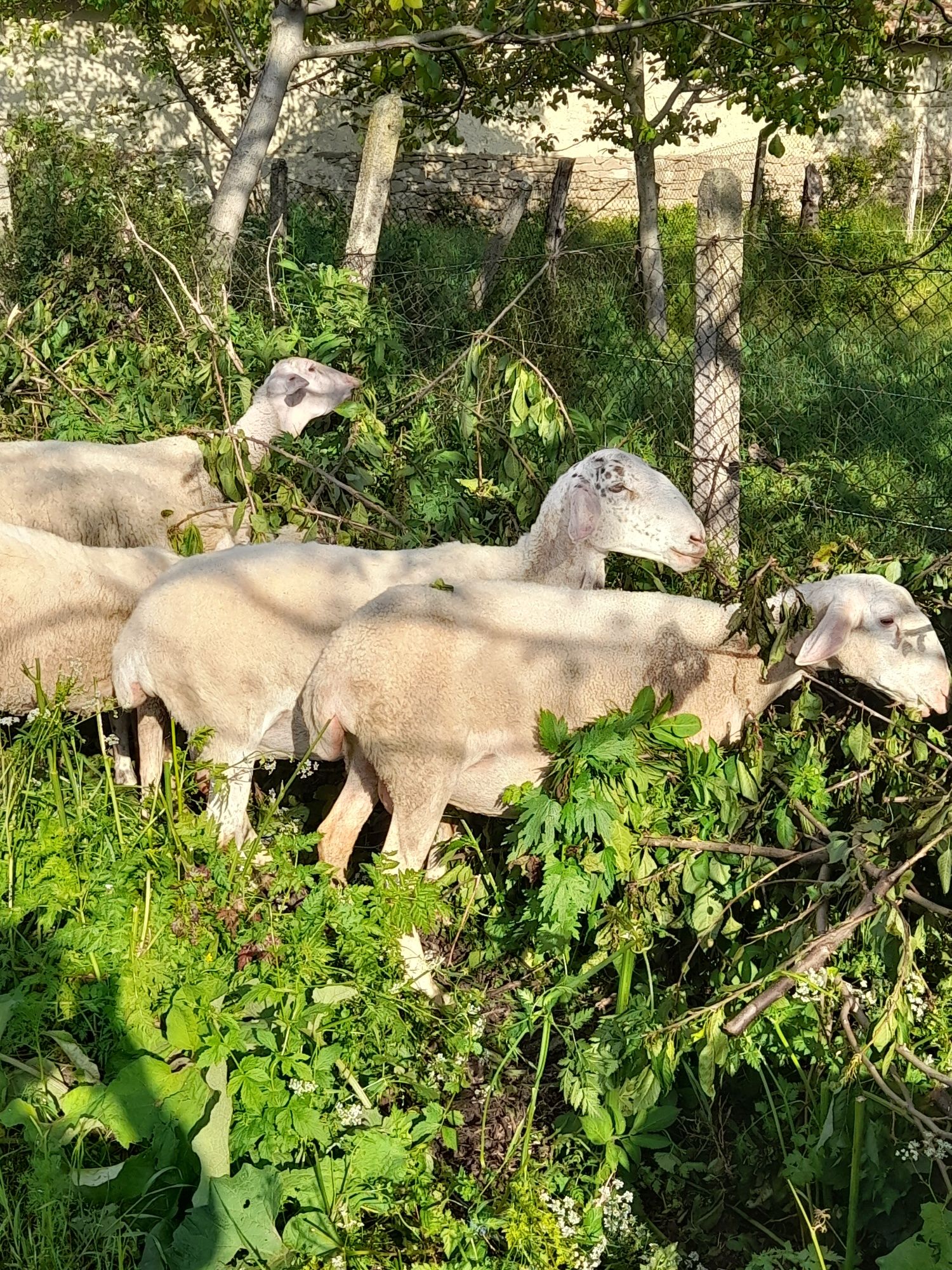 Продавам овце и кочове