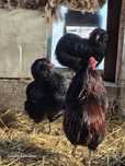 Ouă de incubat Araucana și Olive Egger