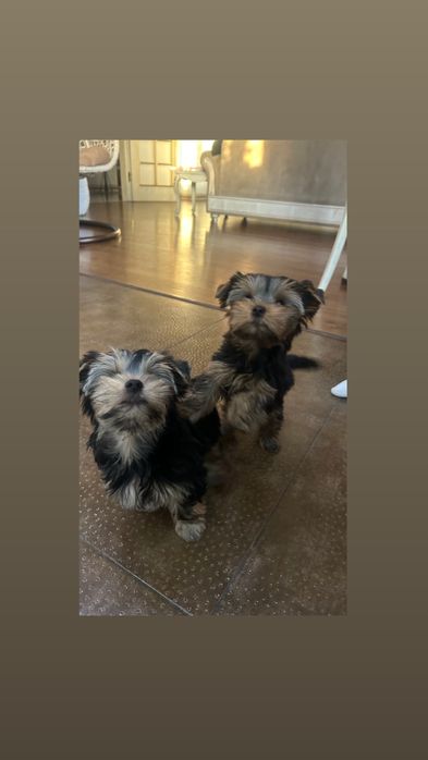 Продажа щенка Йоркширского терьера