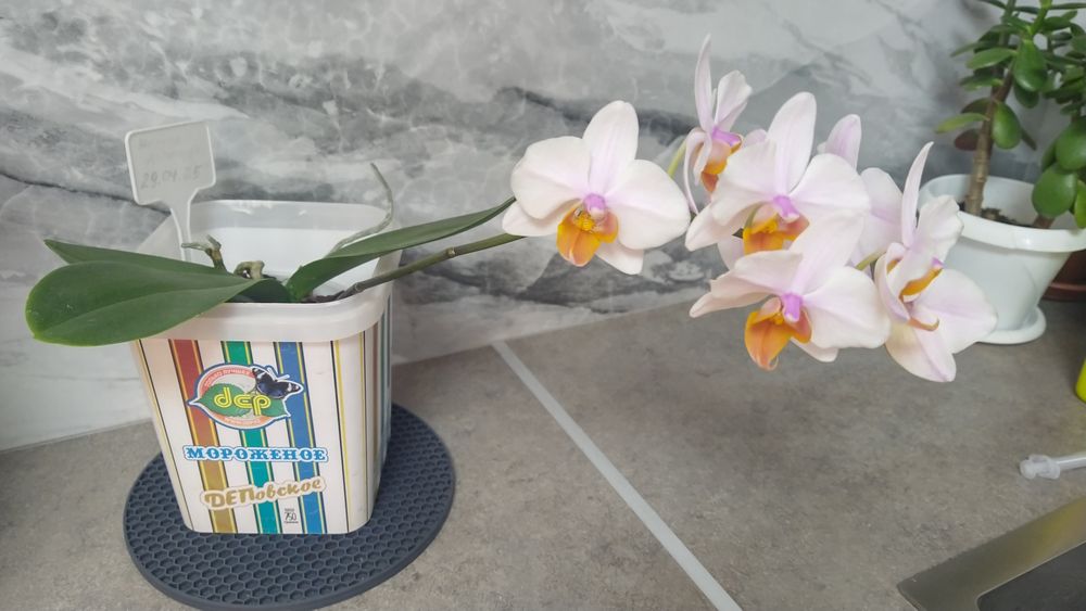 Продам орхидею .