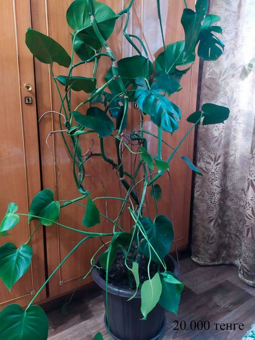 Комнатные цветы Монстера