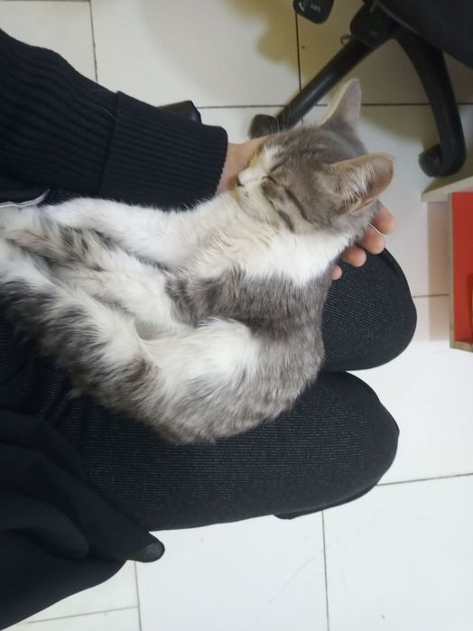 Mushukcha  qiz bola Срочно! Отдам даром