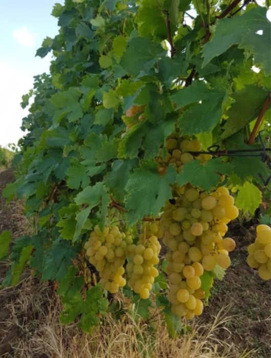 Vindem struguri pentru vin