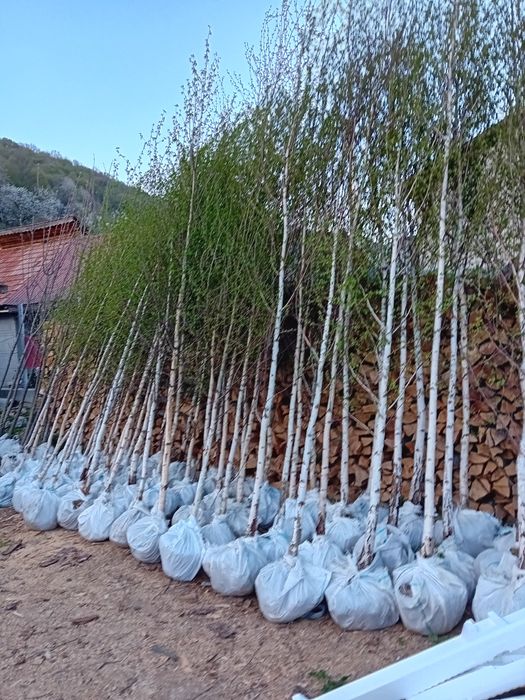 Vând mesteacăn alb ornamental