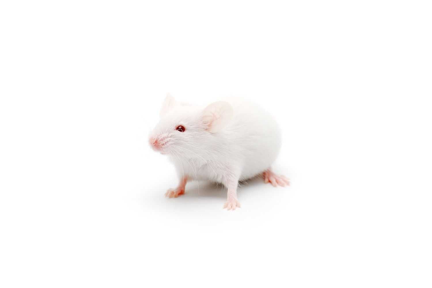 Мышь белая лабораторная с документами в "Живом Мире"