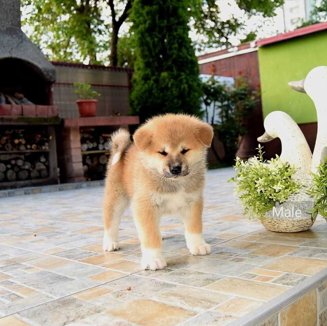 Catelus Akita inu, părinți multipli campioni!