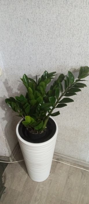 Продам сортовой замиокулькас
