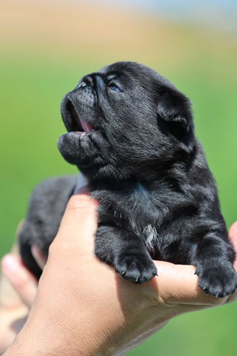 Mops pug NEGRU mascul cu pedigree canisa autorizata Dogisland