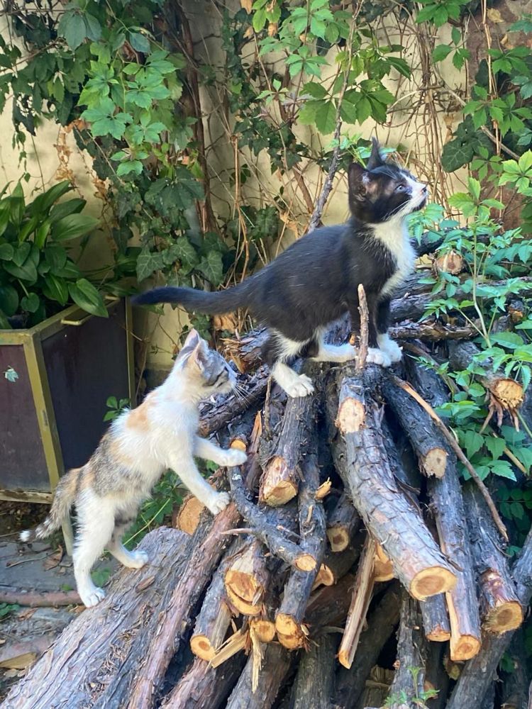 Котята ждут своего человека!