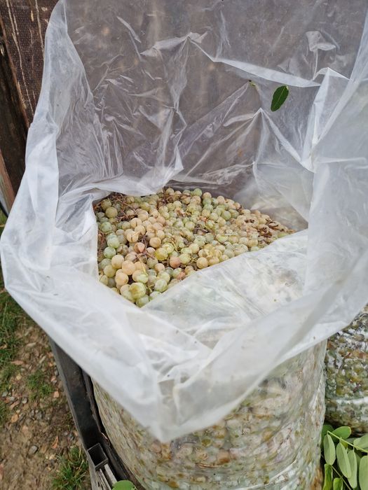 Struguri fragă românească