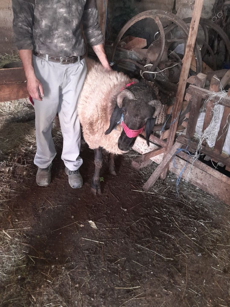 Vand berbec carabaş sârbesc vârsta de 1 an jumate.