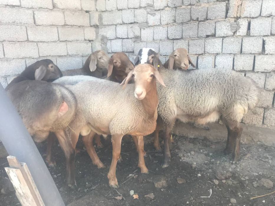 Qassob xizmatlari qoy qochqorlar