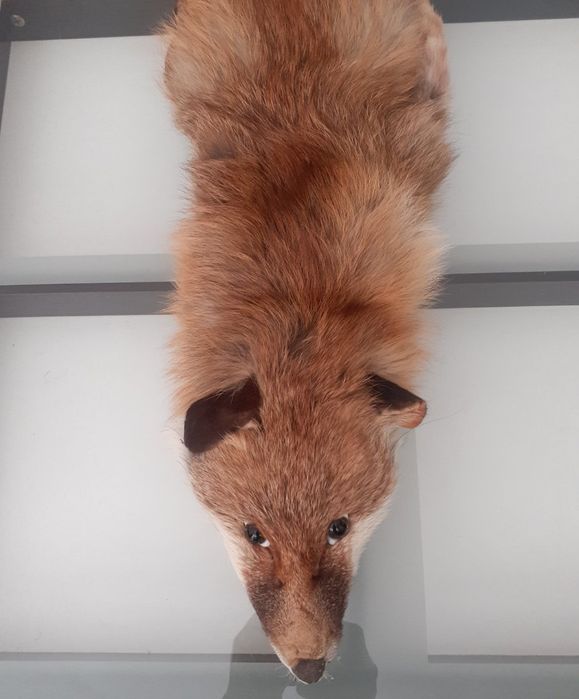 Яка от лисица естествен косъм цяла лисица