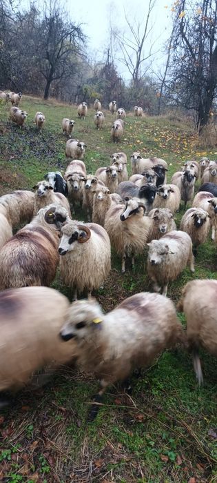 Oi turcane de vânzare