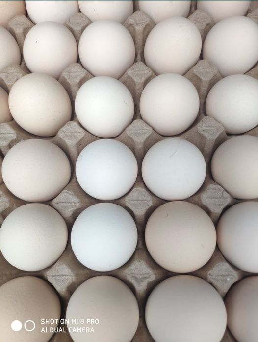 Инкубационое яйцо Бройлера привозное.