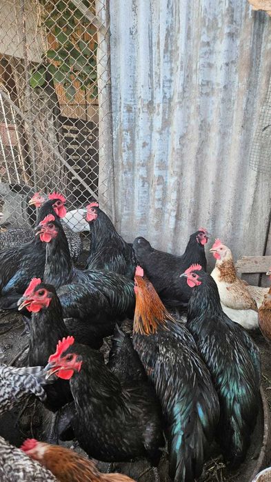 Vand cocosi Australorp si porumbei voltati indieni