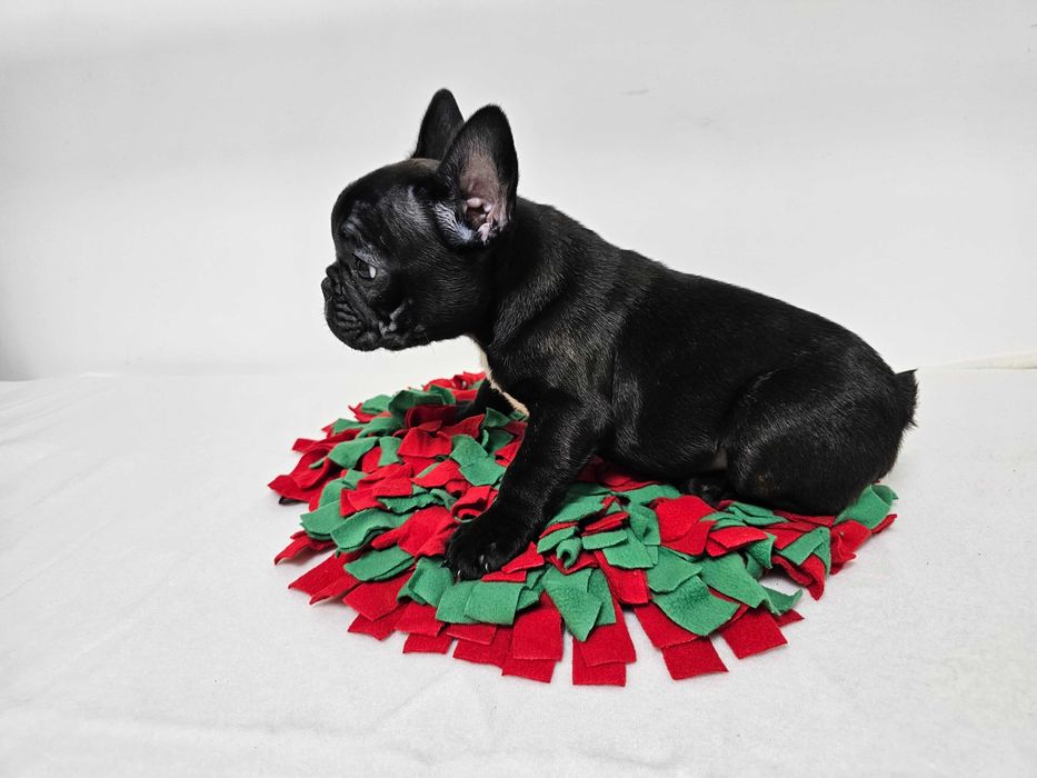 Femela Bulldog Francez