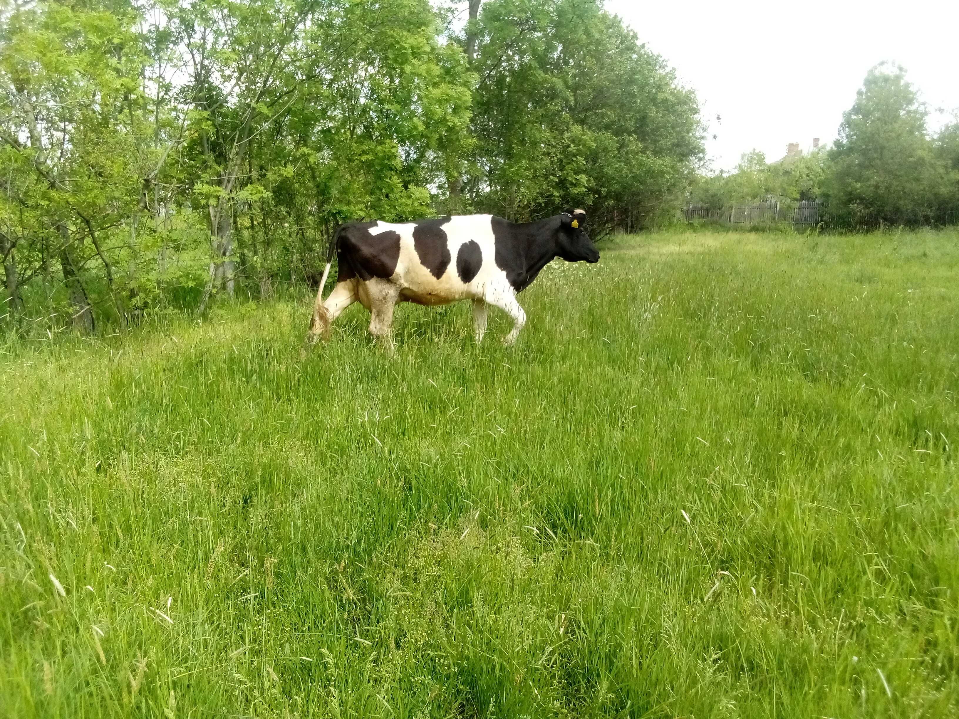 Vaca tânără buna de lapte