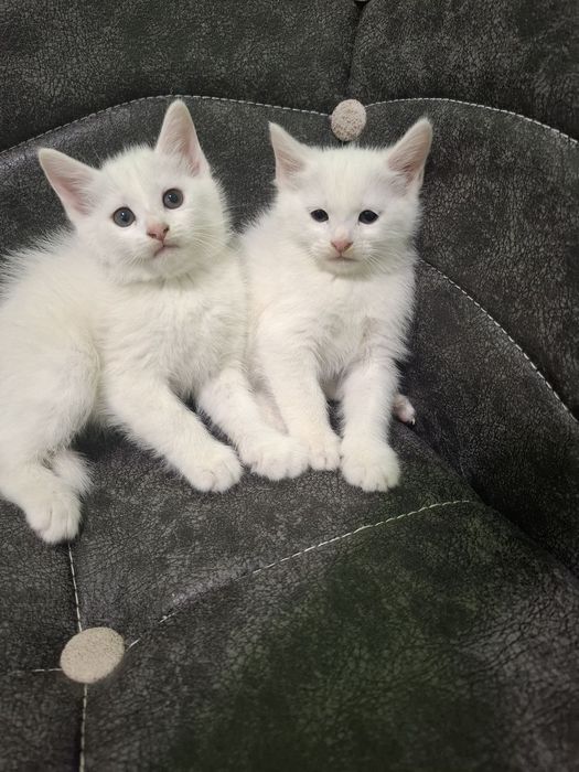 Chiroyli shirintoy turkangora bolalari