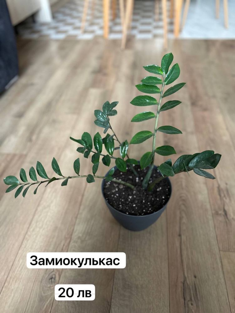 Растения: Монстера, аглаонема, замиокулькас и др.